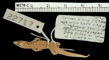 Media type: image;   Herpetology R-22717